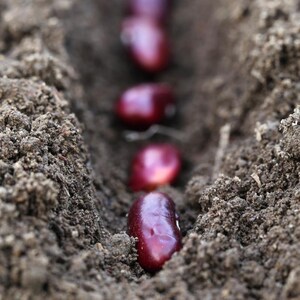 10-30 Jammu Rajma Bean Seeds, Phaseolus vulgaris, Bhaderwah Rajma, Himalayan Kidney Beans image 10