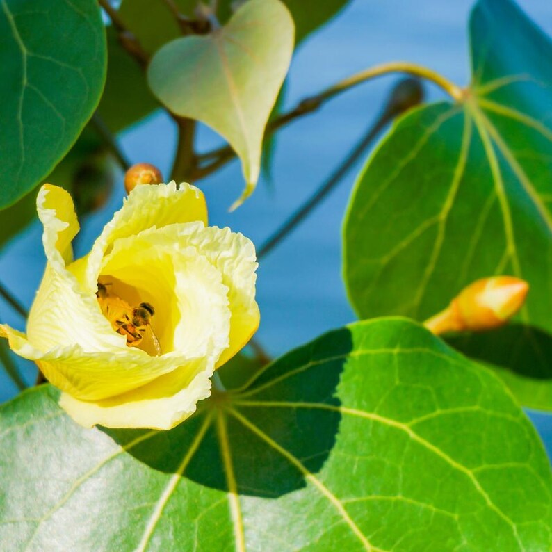 10-30 Portia Tree Seeds, Thespesia Populnea, Indian Tulip Tree, Milo, Pacific Rosewood image 6