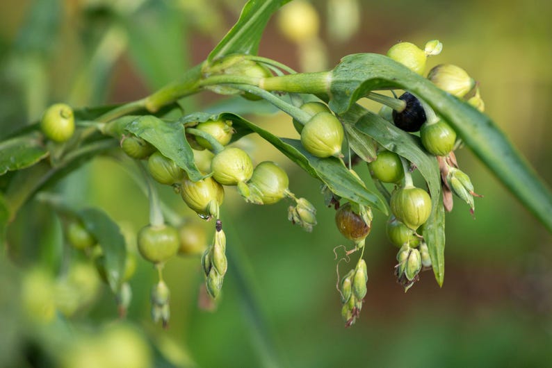 Op de afbeelding: Een tros stengels van de Jobstranenplant met gladde, ronde, lichtgroene zaden die aan dunne steeltjes hangen. De plant heeft lange, puntige groene bladeren en &eacute;&eacute;n donker, bijna zwart zaadje zichtbaar tussen de lichtere groene zaden.