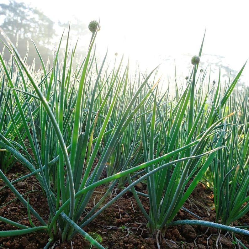 ネギの種30粒以上、学名：Allium fistulosum、白花ネギ 画像 5