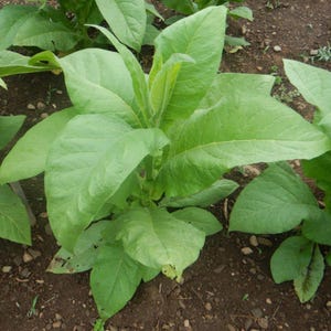50-300 gele bladeren, 36 tabakszaden, Nicotiana tabacum afbeelding 2