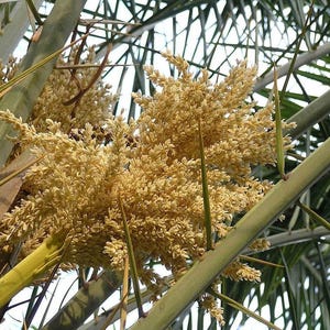 May include: A cluster of pale yellow, textured date palm flowers blooming amidst long, sharp, green fronds. The inflorescence consists of numerous small, densely packed blossoms branching out from a central stalk within the palm tree foliage.
