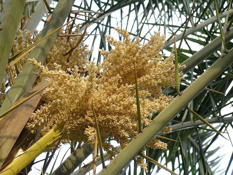 May include: A cluster of pale yellow, textured date palm flowers blooming amidst long, sharp, green fronds. The inflorescence consists of numerous small, densely packed blossoms branching out from a central stalk within the palm tree foliage.