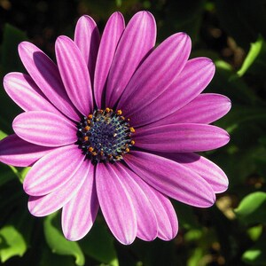 100+ Osteospermum Flower Seeds, Osteospermum ecklonis, African Daisy, Cape Daisy image 3