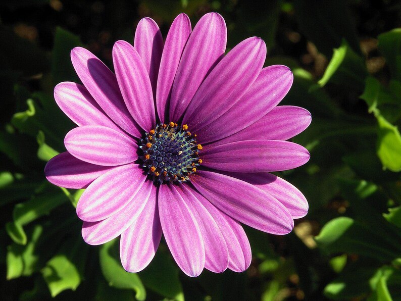 100+ Osteospermum Flower Seeds, Osteospermum ecklonis, African Daisy, Cape Daisy image 3