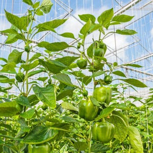 Más de 20 semillas de pimiento verde dulce, Capsicum annuum, pimiento verde, pimiento dulce suave. imagen 10