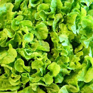 K&ouml;nnte beinhalten: Ein dichtes B&uuml;ndel frischer, leuchtend gr&uuml;ner Salatbl&auml;tter. Das Blattwerk weist eine gekr&auml;uselte, wellige Textur mit &uuml;berlappenden Schichten auf, die ein komplexes, organisches Muster bilden. Die Farbe ist ein gleichm&auml;&szlig;iges, helles Limettengr&uuml;n.