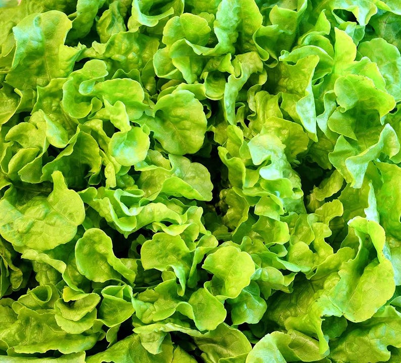 K&ouml;nnte beinhalten: Ein dichtes B&uuml;ndel frischer, leuchtend gr&uuml;ner Salatbl&auml;tter. Das Blattwerk weist eine gekr&auml;uselte, wellige Textur mit &uuml;berlappenden Schichten auf, die ein komplexes, organisches Muster bilden. Die Farbe ist ein gleichm&auml;&szlig;iges, helles Limettengr&uuml;n.