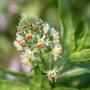 May include: A cluster of small, star-shaped white flowers with prominent orange-brown centers growing on a green stem. The inflorescence features multiple delicate blooms with thin, radiating petals and textured, rust-colored stamens amidst green foliage.