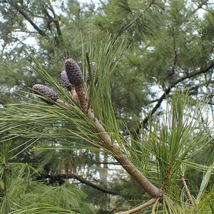 One Pinus wallichiana Cone, Himalayan Blue Pine Botanical Craft Supply image 9