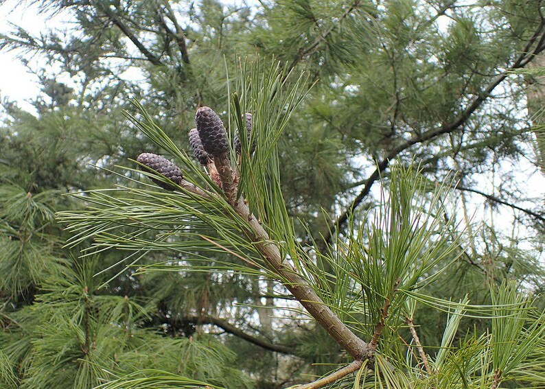 One Pinus wallichiana Cone, Himalayan Blue Pine Botanical Craft Supply image 9
