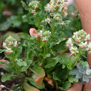 May include: A potted plant featuring clusters of small, white, star-shaped flowers with delicate pink-tinged centers. The plant has wavy, green leaves with some edges showing a soft orange-pink hue, all growing within a terracotta-colored container.