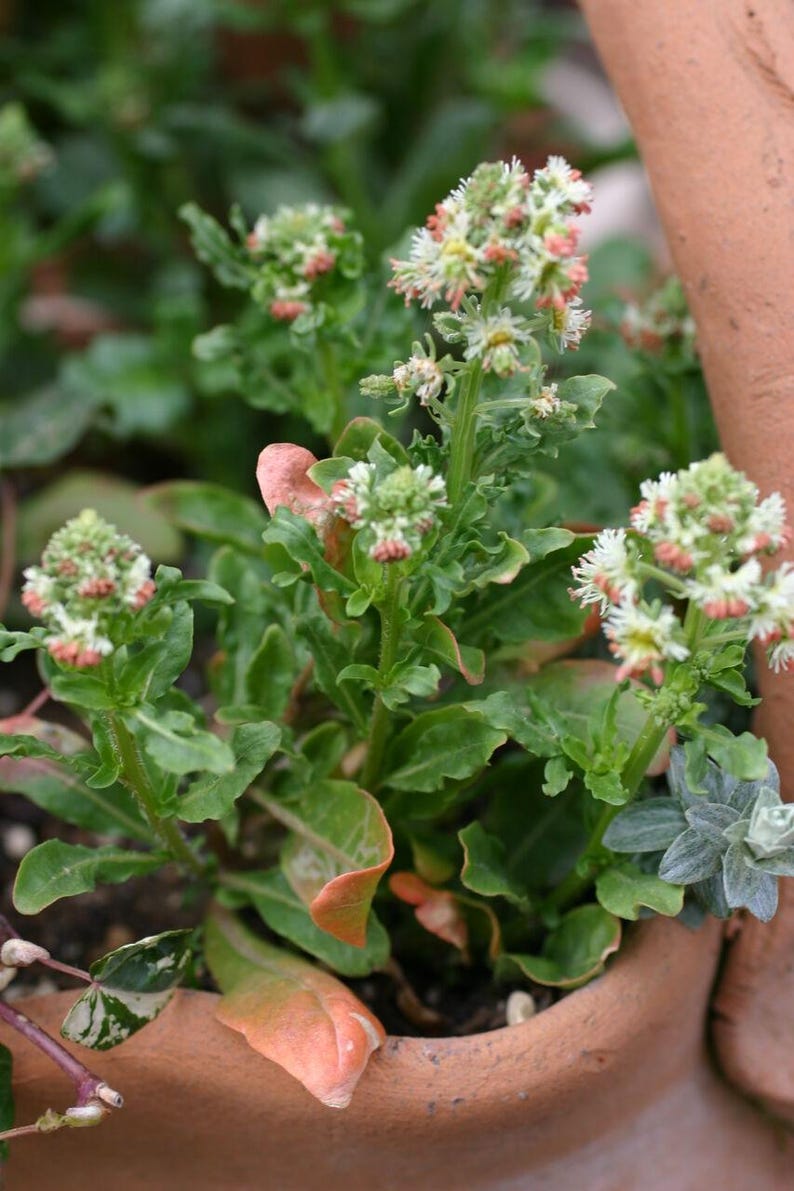 May include: A potted plant featuring clusters of small, white, star-shaped flowers with delicate pink-tinged centers. The plant has wavy, green leaves with some edges showing a soft orange-pink hue, all growing within a terracotta-colored container.