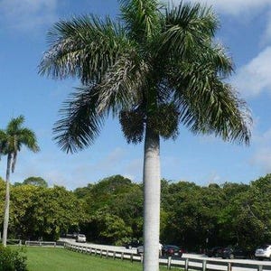 Puede incluir: Una palmera real alta con un tronco liso de color gris claro y una gran corona de largas frondas plumosas de color verde oscuro. Racimos de peque&ntilde;os frutos de color naranja parduzco cuelgan de la base de las palmas bajo un cielo azul.