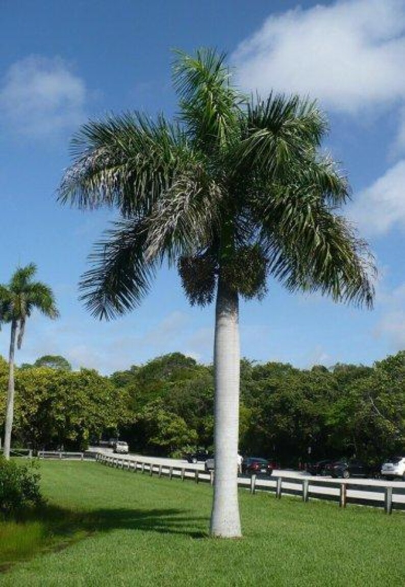 Puede incluir: Una palmera real alta con un tronco liso de color gris claro y una gran corona de largas frondas plumosas de color verde oscuro. Racimos de peque&ntilde;os frutos de color naranja parduzco cuelgan de la base de las palmas bajo un cielo azul.