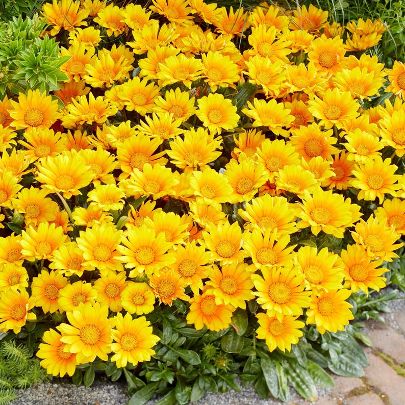 Peut inclure: Un groupe dense de fleurs de gazania jaune et orange &eacute;clatantes en pleine floraison. Chaque fleur pr&eacute;sente un disque central pro&eacute;minent entour&eacute; de nombreux fleurons, avec un feuillage vert fonc&eacute; textur&eacute; visible &agrave; la base.