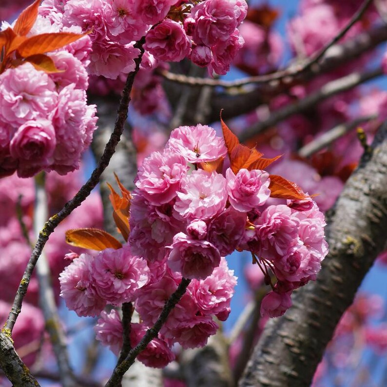 5-10 semillas de cerezo japonés, Prunus serrulata, árbol de flor de sakura. imagen 10