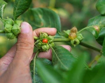 300-3000 Ashwagandha-Samen, Withania somnifera, Indischer Ginseng