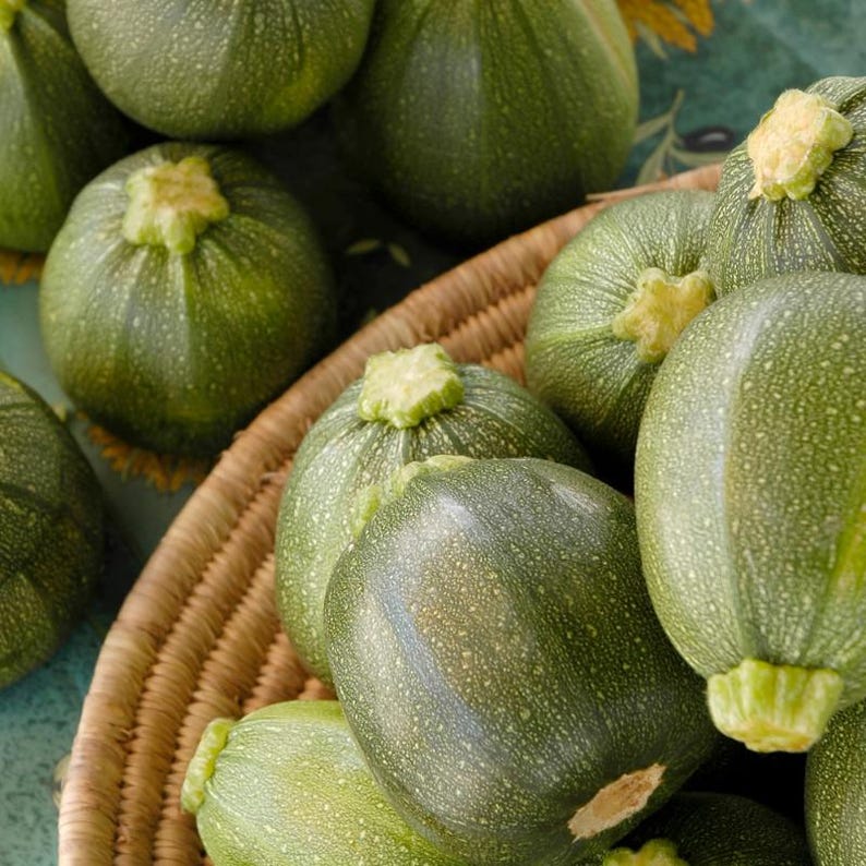 15+ Chappan Kaddu frön, Cucurbita pepo, indisk zucchini, sommarsquash bild 2