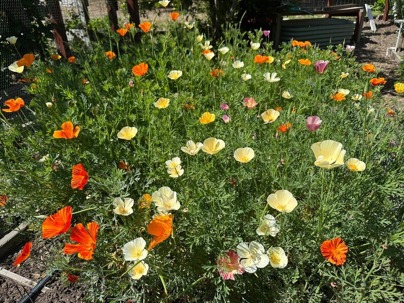 May include: A dense patch of California poppies featuring vibrant orange, soft yellow, and pale cream petals. The flowers are interspersed with fine, feathery green foliage, creating a lush, textured display of wildflowers in a garden setting.