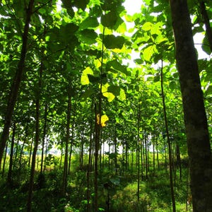 5-10 semi di teak, Tectona Grandis, Sagwan, albero di teak, legno duro tropicale, semi di alberi esotici immagine 9