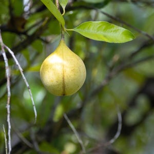 3+ semillas de nuez moscada, Myristica fragrans, árbol de nuez moscada, árbol de especias tropicales imagen 8