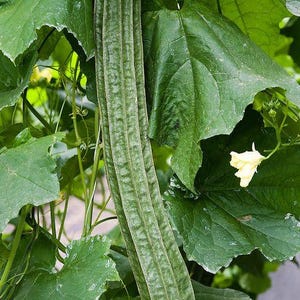Op de afbeelding: Een lange, slanke, groene luffa-vrucht die verticaal aan een wijnstok hangt. De groente heeft een getextureerd, geribbeld oppervlak met diepe verticale groeven. Het is omgeven door grote, brede, groene bladeren en een kleine, lichtgele bloem.