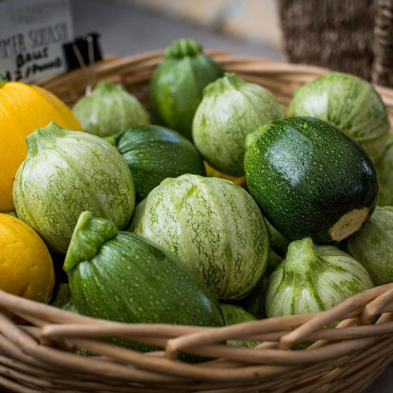 15+ Chappan Kaddu frön, Cucurbita pepo, indisk zucchini, sommarsquash bild 3