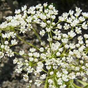K&ouml;nnte beinhalten: Eine Ansammlung kleiner wei&szlig;er Bl&uuml;ten, die in einem zusammengesetzten doldenf&ouml;rmigen Bl&uuml;tenstand angeordnet sind. Jede winzige Bl&uuml;te hat f&uuml;nf zarte Bl&uuml;tenbl&auml;tter und d&uuml;nne gr&uuml;ne Stiele, die von einem zentralen Punkt ausgehen.