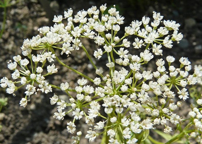 K&ouml;nnte beinhalten: Eine Ansammlung kleiner wei&szlig;er Bl&uuml;ten, die in einem zusammengesetzten doldenf&ouml;rmigen Bl&uuml;tenstand angeordnet sind. Jede winzige Bl&uuml;te hat f&uuml;nf zarte Bl&uuml;tenbl&auml;tter und d&uuml;nne gr&uuml;ne Stiele, die von einem zentralen Punkt ausgehen.