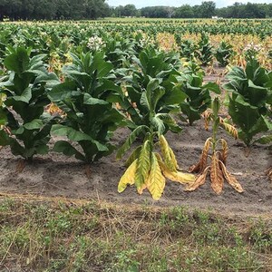 50-300 gele bladeren, 36 tabakszaden, Nicotiana tabacum afbeelding 10