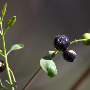 以下が含まれることがあります： 濃い紫色の丸い実がいくつか付いた植物の茎と、小さな緑色の実が1つ。茎には、上向きや外向きに伸びる明るい緑色の尖った葉が付いています。いくつかの実には、薄茶色や白色の小さな変色が見られます。