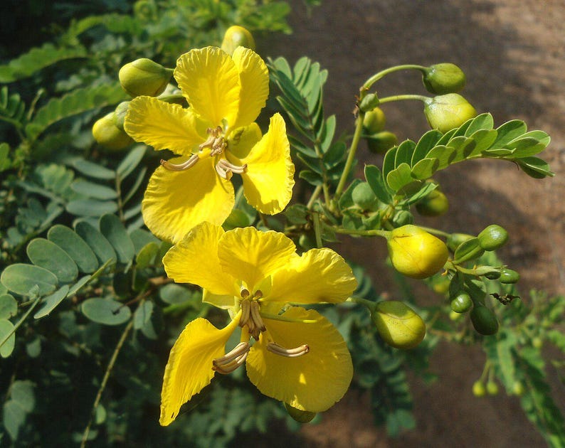30-60 Tanner's Cassia Seeds, Senna Auriculata, Avaram Senna, Avaram, Yellow Flowering Shrub, Tropical Seeds image 5