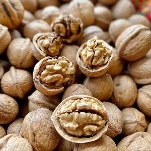 5+ Himalayan Walnut Seeds, Juglans regia, Walnut Tree image 9