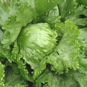 Puede incluir: Una lechuga iceberg con hojas interiores de color verde p&aacute;lido apretadas, rodeadas por capas de hojas exteriores de color verde vibrante con bordes ondulados. La verdura muestra una estructura densa y redondeada con venas visibles.