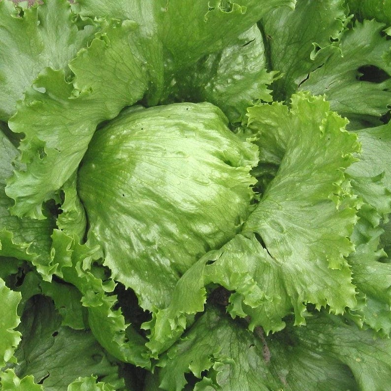 Puede incluir: Una lechuga iceberg con hojas interiores de color verde p&aacute;lido apretadas, rodeadas por capas de hojas exteriores de color verde vibrante con bordes ondulados. La verdura muestra una estructura densa y redondeada con venas visibles.
