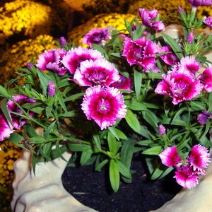 Über 100 Samen der Nelke 'Baby Doll', Dianthus chinensis, Chinesische Nelke, Baby Doll-Nelke, Duftende, mehrfarbige Blüten, Gartenblumensamen Bild 9