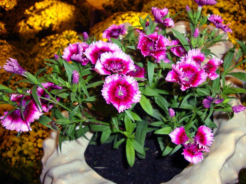 Über 100 Samen der Nelke 'Baby Doll', Dianthus chinensis, Chinesische Nelke, Baby Doll-Nelke, Duftende, mehrfarbige Blüten, Gartenblumensamen Bild 9