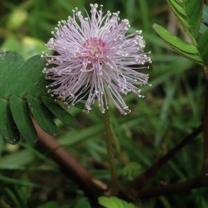 50-300 nasion roślin wrażliwych, Mimosa pudica, Touch Me Not zdjęcie 7