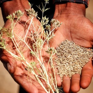 500+ Cumin Seeds, Cuminum cyminum, Jeera Spice Herb image 1