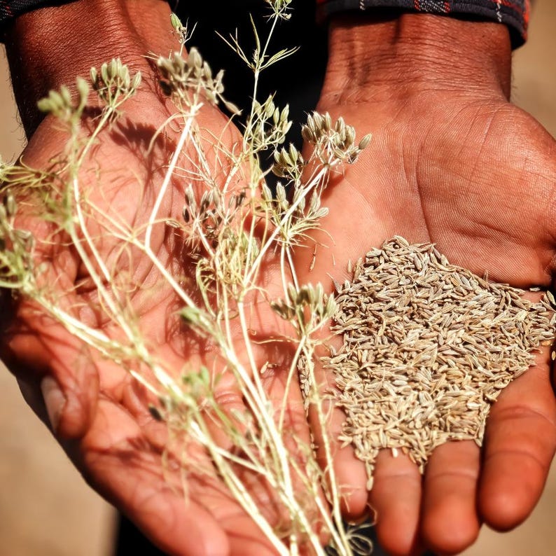 500+ Cumin Seeds, Cuminum cyminum, Jeera Spice Herb image 1