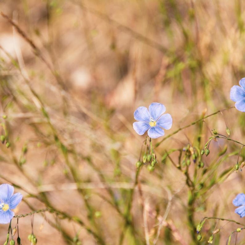 Pu&ograve; includere: Diversi delicati fiori di lino azzurri con cinque petali arrotondati e un piccolo centro giallo, che crescono su sottili steli verdi tra erbe secche color marrone dorato e baccelli in un ambiente naturale con una luce soffusa.