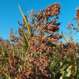 May include: A field of sorghum plants featuring tall green stalks and dense, branching seed heads with reddish-brown grains. The mature grain clusters are clustered at the top of the stems, contrasting against a clear, bright blue sky background.