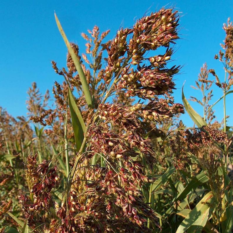 May include: A field of sorghum plants featuring tall green stalks and dense, branching seed heads with reddish-brown grains. The mature grain clusters are clustered at the top of the stems, contrasting against a clear, bright blue sky background.