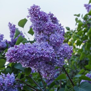 20-50 semillas de lila china, Syringa chinensis, arbusto de flores moradas imagen 2
