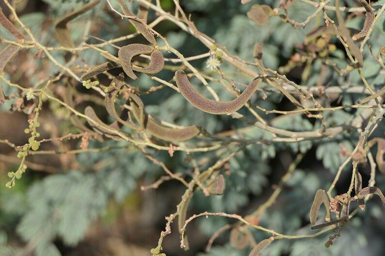 30-60 semillas de acacia de corteza blanca, Acacia Leucophloea, acacia de tallo blanco, acacia espinosa, acacia india, semillas de árboles tropicales imagen 10