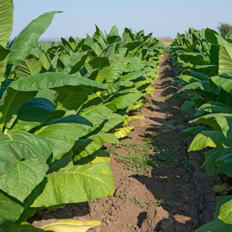50-300 semillas de tabaco Virginia Gold Poland, Nicotiana tabacum imagen 9