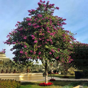 May include: A tall, upright tree with a light-coloured trunk and dense green foliage covered in vibrant magenta-purple flowers. The tree stands in a landscaped area with a light-coloured stone border and a patch of red flowers at its base.