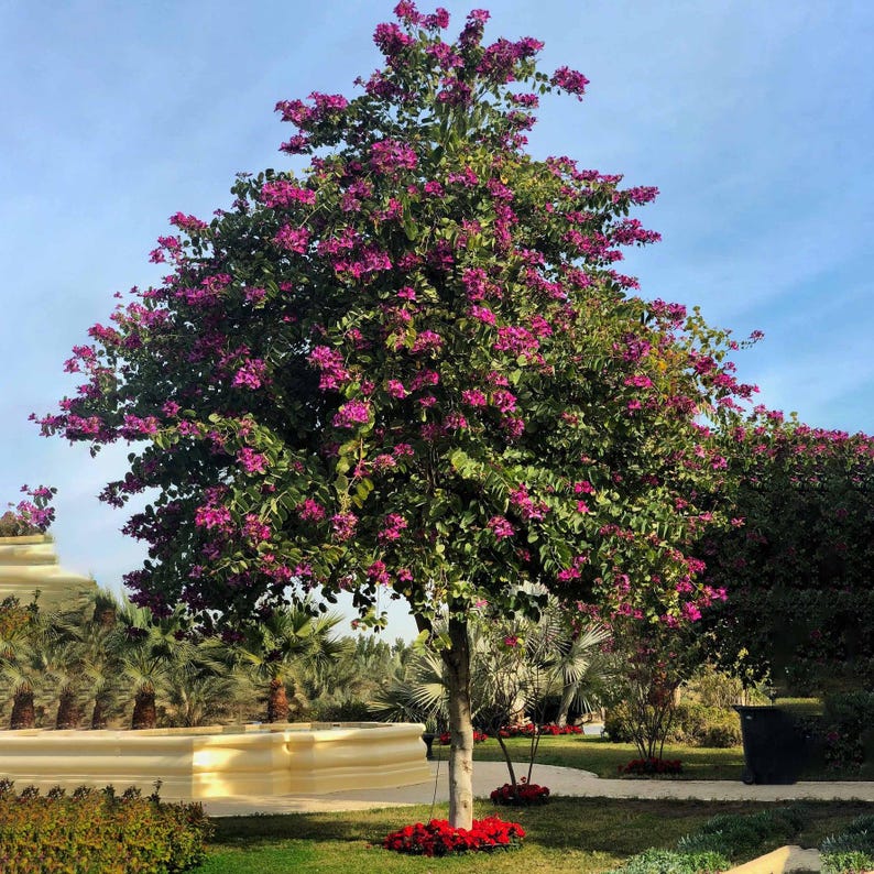 May include: A tall, upright tree with a light-coloured trunk and dense green foliage covered in vibrant magenta-purple flowers. The tree stands in a landscaped area with a light-coloured stone border and a patch of red flowers at its base.