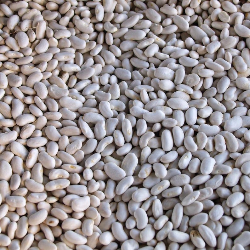 10+ semi di fagioli Rajma bianchi, Phaseolus vulgaris, fagioli rossi bianchi, Rajma indiano immagine 7